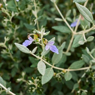 Teucrium fruticans Selection Erecta - Germandrée arbustive