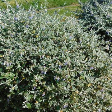 Teucrium fruticans - Strauchiger Gamander