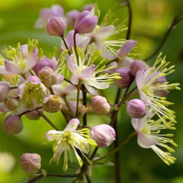 Thalictrum Anne - Wiesenraute