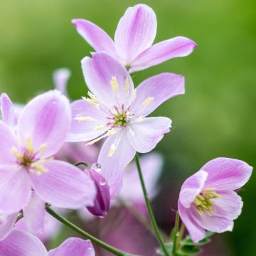 Thalictrum Chantilly Lace - Wiesenraute