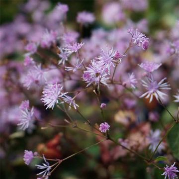 Thalictrum ichangense Evening Star - Wiesenraute