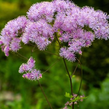 Thalictrum Yulia - Wiesenraute