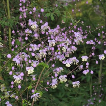 Thalictrum delavayi - Delavays Wiesenraute