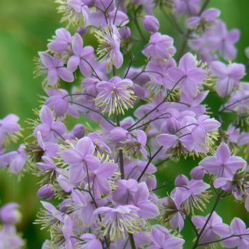 Thalictrum delavayi Ankum - Delavays Wiesenraute