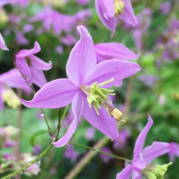 Thalictrum delavayi Hinckley - Delavays Wiesenraute