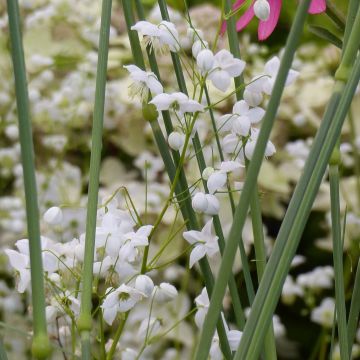 Thalictrum delavayi Splendide Album - Delavays Wiesenraute