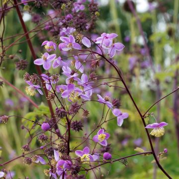 Thalictrum delavayi Splendide - Delavays Wiesenraute