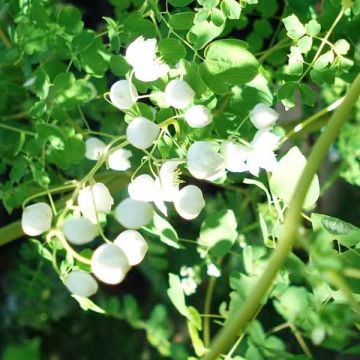 Thalictrum delavayi Album - Delavays Wiesenraute