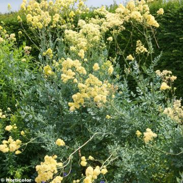 Thalictrum flavum subsp.glaucum - Graublättrige Wiesenraute