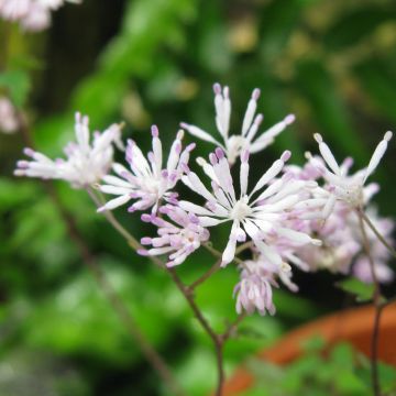 Thalictrum kiusianum - Kiuschu-Zwerg-Wiesenraute