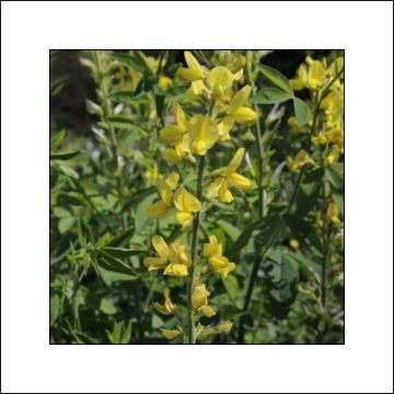 Thermopsis chinensis - Fuchsbohne