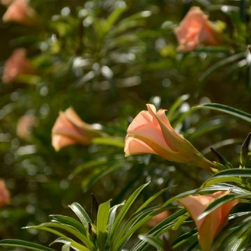 Thevetia peruviana - Gelber Schellenbaum