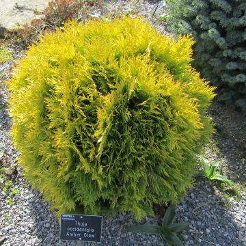 Thuja occidentalis Amber Glow