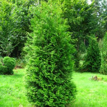 Thuja occidentalis Brabant