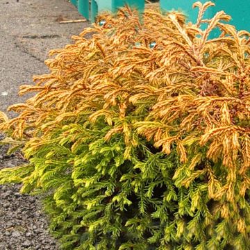 Thuya du Canada - Thuja occidentalis Golden Tuffet                