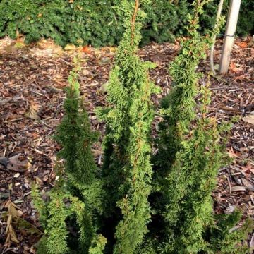 Thuja occidentalis Malonyana Holub