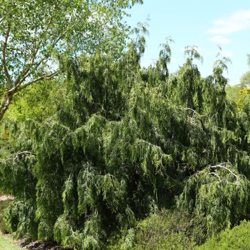 Thuja occidentalis Pendula - Amerikanischer Lebensbaum