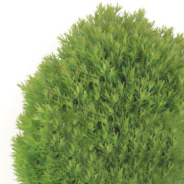 Thuja occidentalis Teddy