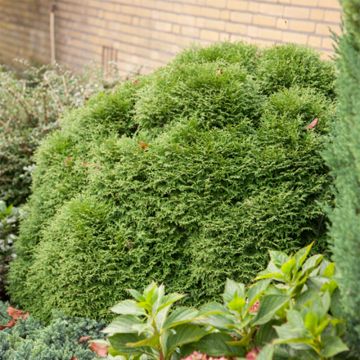 Thuja occidentalis Tiny Tim