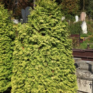 Thuja occidentalis Wareana Lutescens - Amerikanischer Lebensbaum