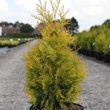 Thuja occidentalis Yellow Ribbon