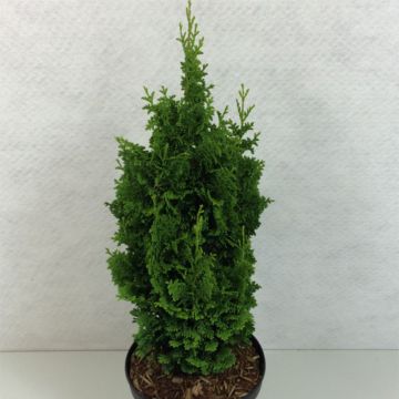 Thuja occidentalis Zmatlik