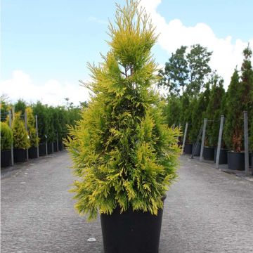 Thuya géant - Thuja plicata 4 Ever Goldy