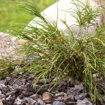 Thuja plicata Whipcord