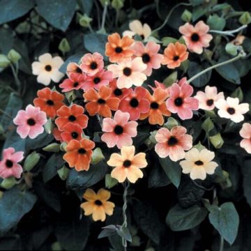 Graines de Suzanne aux yeux noirs African Sunset - Thunbergia alata