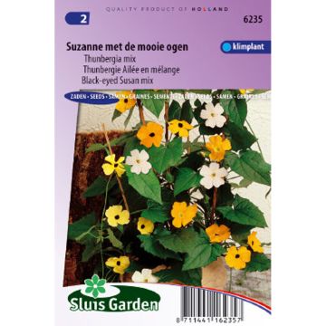 Thunbergia alata (Samen)