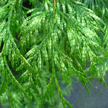 Thuja plicata Zebrina