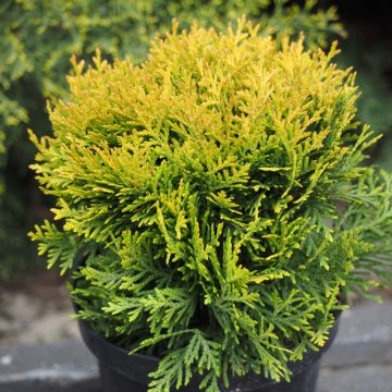 Thuja occidentalis Globosa Aurea