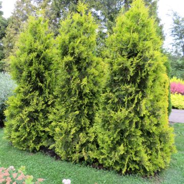 Thuja occidentalis Golden Brabant