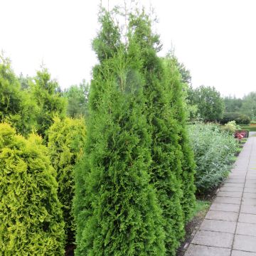 Thuya du Canada - Thuja occidentalis King of Brabant