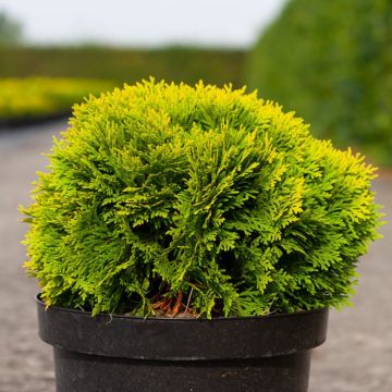 Thuja occidentalis Mirjam