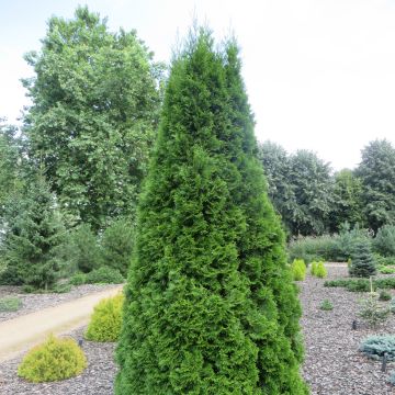 Thuja occidentalis Pyramidalis Compacta