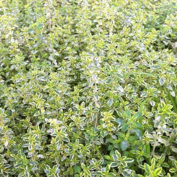 Thym citron panaché - Thymus citriodorus variegated