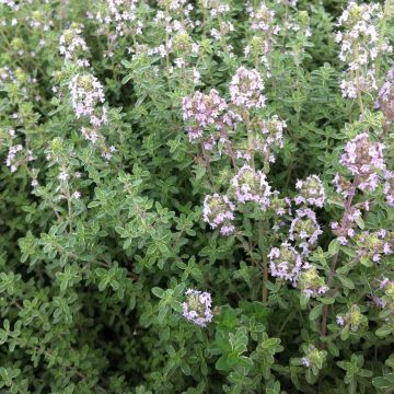 Zitronen-Thymian Silver Edge - Thymus x citriodorus