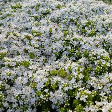 Frühblühender Thymian Albiflorus - Thymus praecox