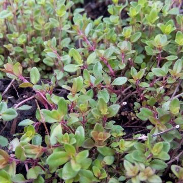 Sand-Thymian oder Feld-Thymian - Thymus serpyllum