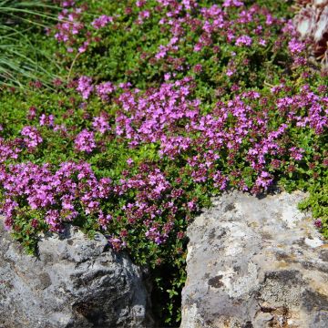 Sand-Thymian oder Feld-Thymian Magic Carpet - Thymus serpyllum