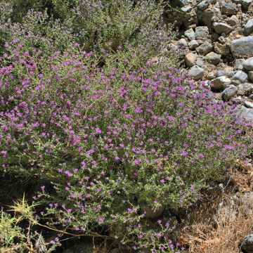 - Thymus capitatus (Pflanzen)