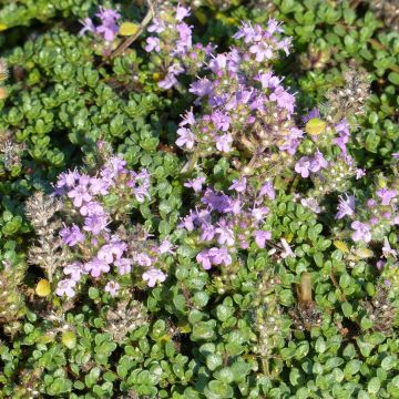 Teppichthymian - Thymus hirsutus