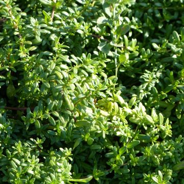 Kaskaden-Thymian - Thymus longicaulis