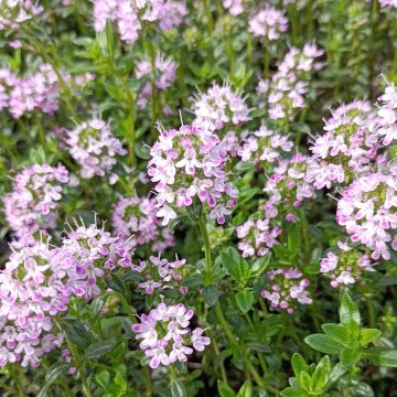 Thymian - Thymus nitens