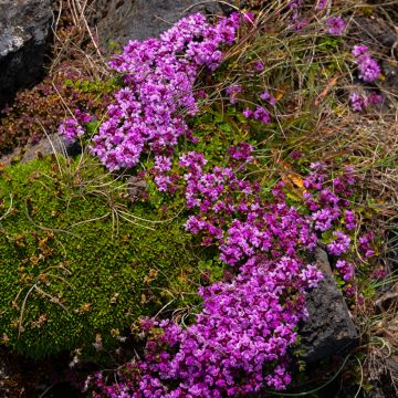 Frühblühender Thymian Bressingham - Thymus praecox