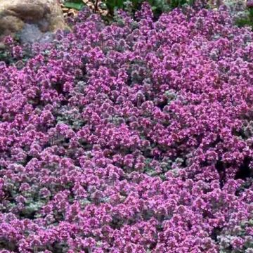 Wolliger Thymian - Thymus pseudolanuginosus