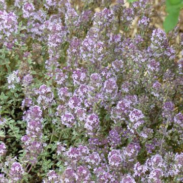 Thymus vulgaris Silver Posie - Thym Silver Posie - Thym argenté