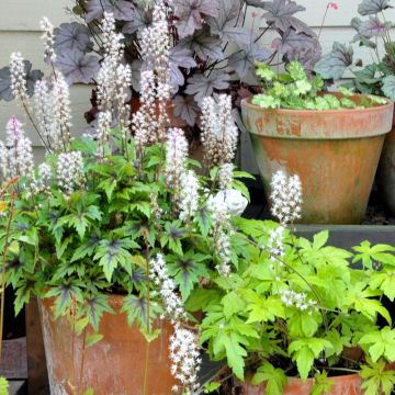 Tiarella Angel Wings - Schaumblüte