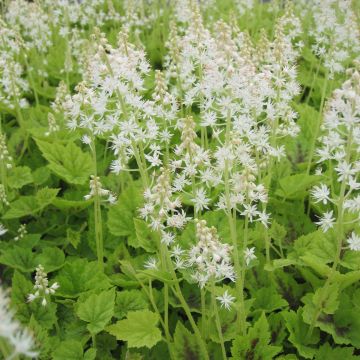 Tiarella cordifolia Appalachian Trail - Wald-Schaumblüte